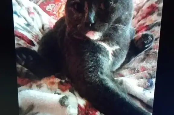 Кошки потеряшки, Крыловская, фото: Потеряшка кошка Муся в Крыловской станице, темно серая, диковатая.