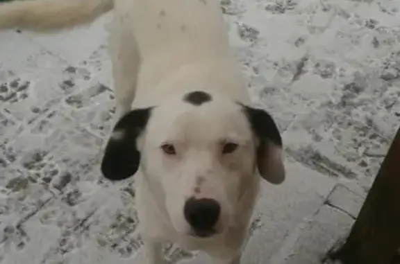 Найдена домашняя собака в Пустошке