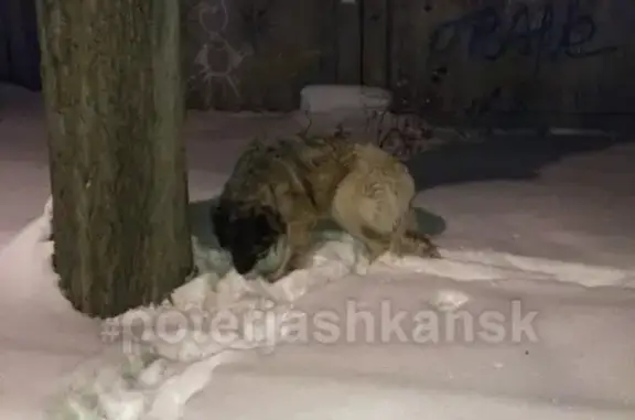 Найдена собака в Октябрьском районе с ошейником!