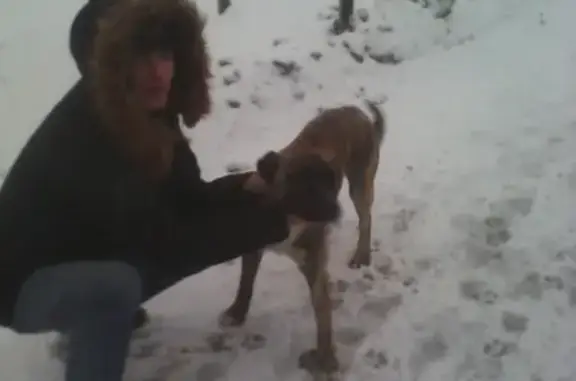 Собака найдена возле Пятерочки в Михайловской Слободе