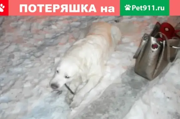 Найдена собака в Кольцово (Екатеринбург)