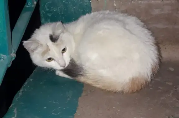 Пропала кошка в Альметьевске: https://vk.com/id158441365