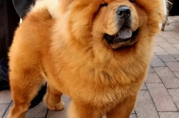 Собаки потеряшки, Безводное, фото: Потеряшка собака в селе Безводное, Нижегородская обл.