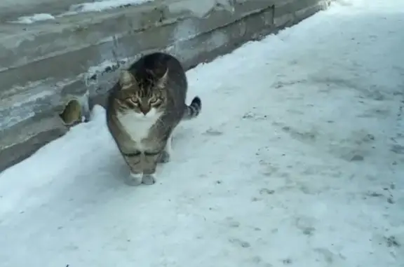 Пропал кот Феликс в районе станции Пудость (Ленобласть)
