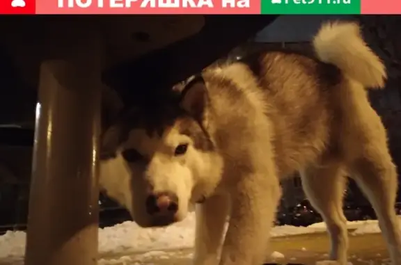 Найдена послушная собака в Болтино, Московская обл.