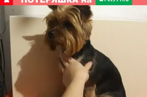 Найдена собака в Иркутске, ищем хозяев!