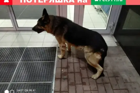 Собака потерялась в Краснодаре