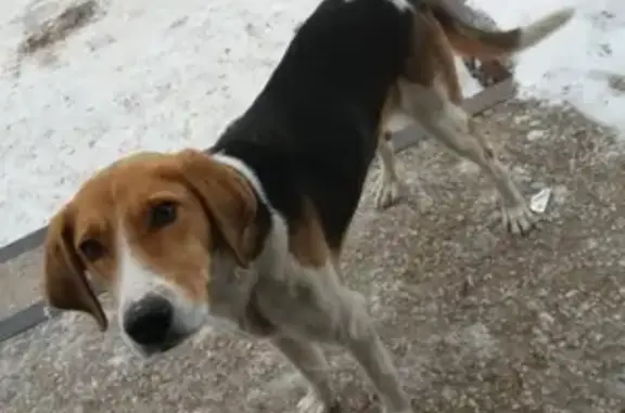 Найдена собака в Балтаево, ищем владельца