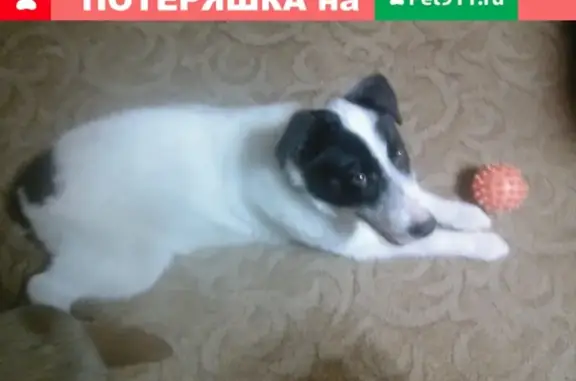 Найден щенок в Серпухове https://vk.com/id34802306