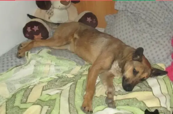 Пропала собака в Беловском, Белгородский район, Россия
