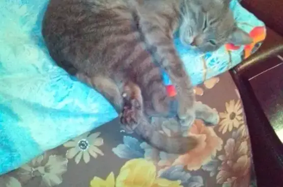 Пропала кошка Кот космос серый в Альметьевске