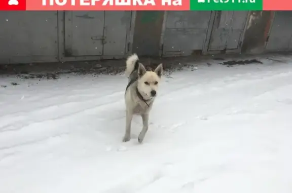 Найдена собака на Люблинской улице, голодная и ласковая