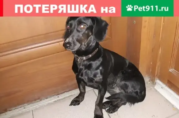 Найдена собачка на ул. Мира, 9 в Волгограде