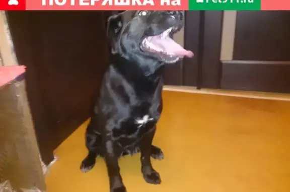Найдена собака с белым пятном в Липецке