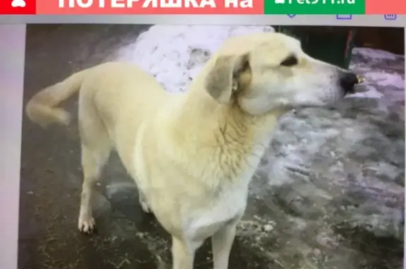 Найдена белая собачка в Истринском районе