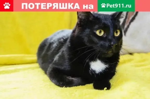 Пропала кошка в Путилково, Москва, Путилковское шоссе д4, кор1