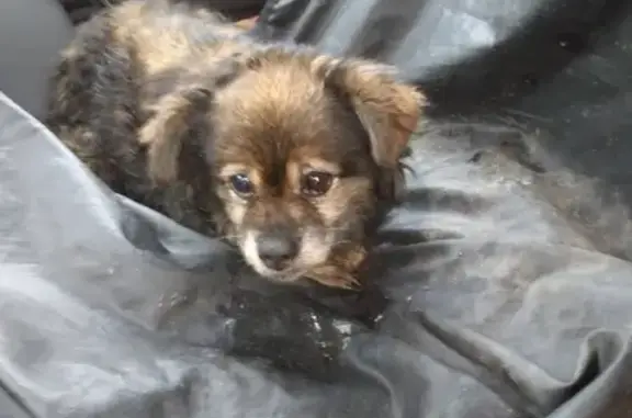 Найден пёсик в Перми, требуется уход и забота