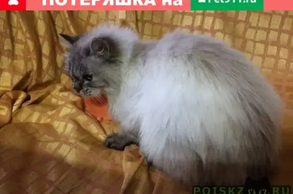 Отощавшая кошка найдена в районе Шевченко/Степная, Краснодар