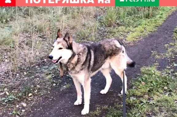 Пропала западносибирская лайка в Абдулкасимово, нужна помощь