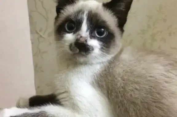 Найдена кошка, Краснодар, фото: Найден котенок на ул. Димитрова, Краснодар