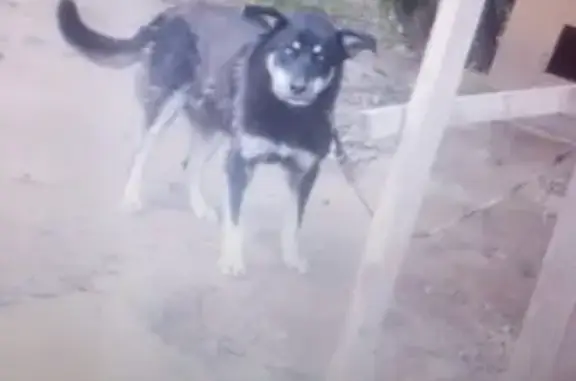 Пропала собака Джек в Болтино, Московская область