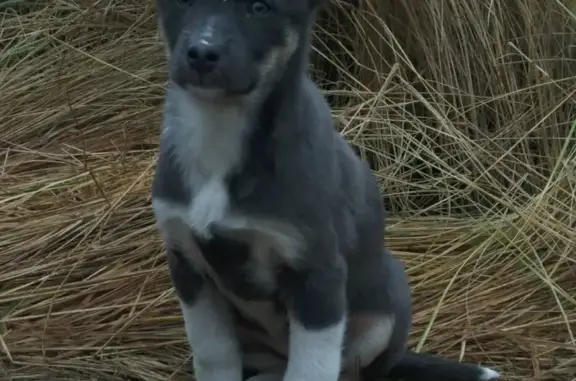 Собаки потеряшки, поселок Луговое, фото: Потеряшка щенок в п. Луговое, садик 
