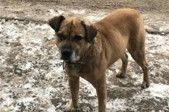 Пропала собака в Лукьяново, Вологда.