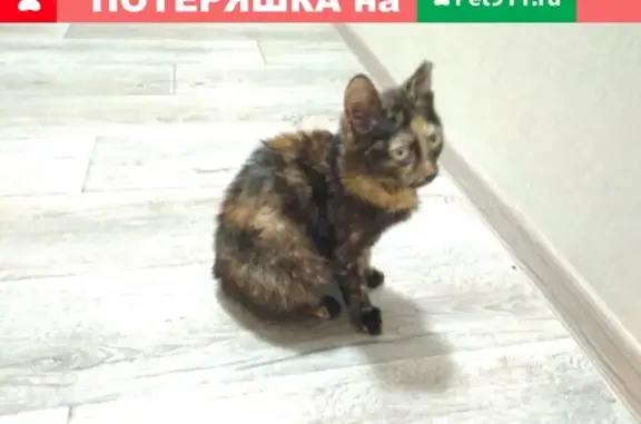 Найдена кошка в Северске, ищет новый дом: тел. указан в тексте.