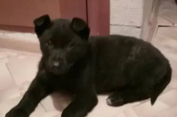Найден щенок на перекрестке в Ульяновске