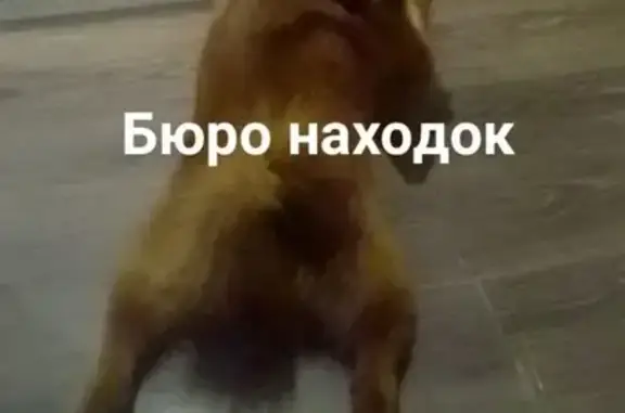 Пропала собака в Северодвинске, рыжая карело-финская лайка у Роснефти!