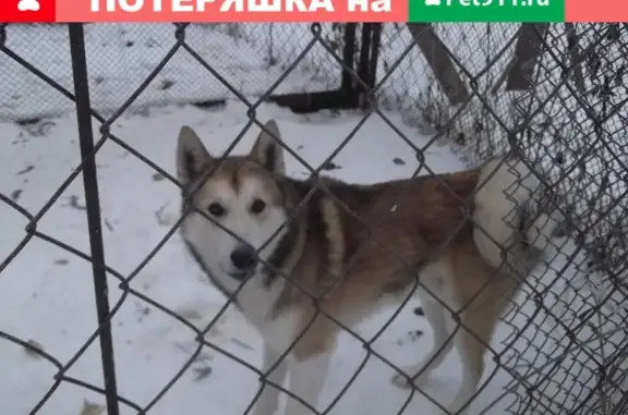 Собаки потеряшки, деревня Большие Дворища, фото: Потеряшка собака в Грязовецком районе