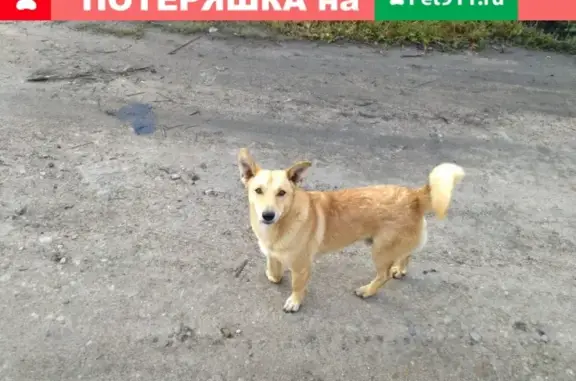 Пропала собака Рыжий в Моховой пади, Литер 25