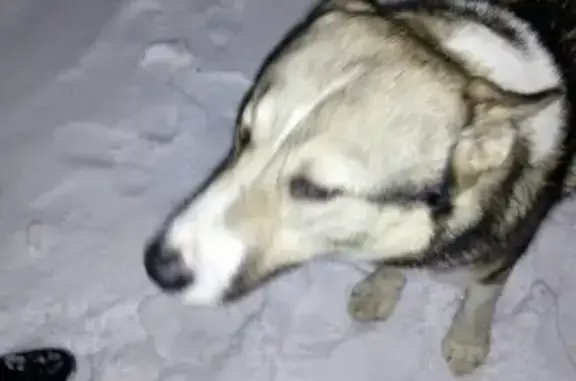 Найдена собака на улице Королева в Южном