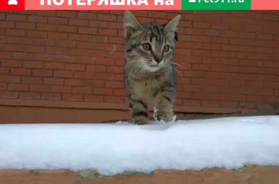 Найден котенок в Одинцово!