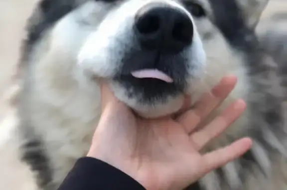 Собаки потеряшки, деревня Муравьево, фото: Потеряшка Аляскинский маламут по Солнечногорскому району, кличка Байкал, тел: ...