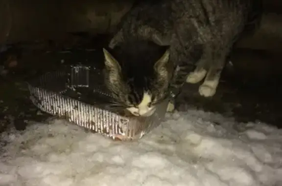Найдена кошка на ул. Ленинградская