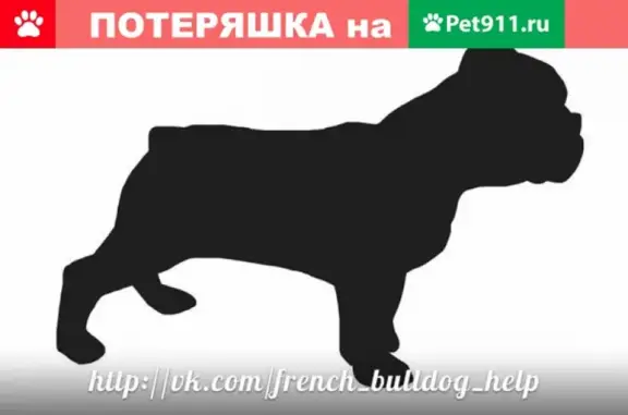 Пропала собака в Брюховецкой: французский бульдог, кличка Пэппа
