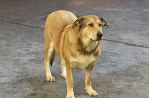 Найдена собака у магазина в Выборгском районе СПб