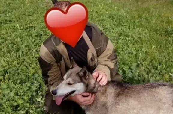 Собаки потеряшки, Лавинское, фото: Потеряшка собака Лайка в Сурском районе