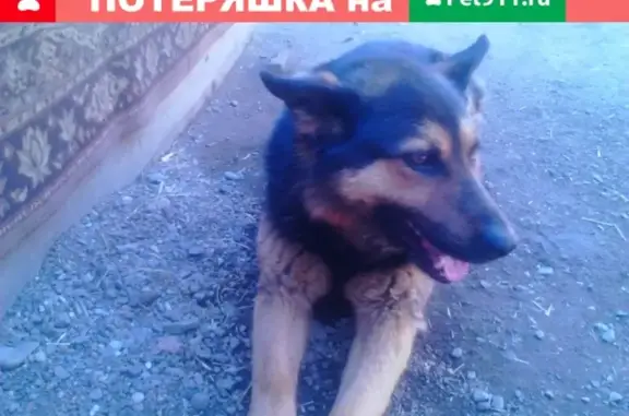 Пропала собака Верный в Канске на ул. Нефтебазы