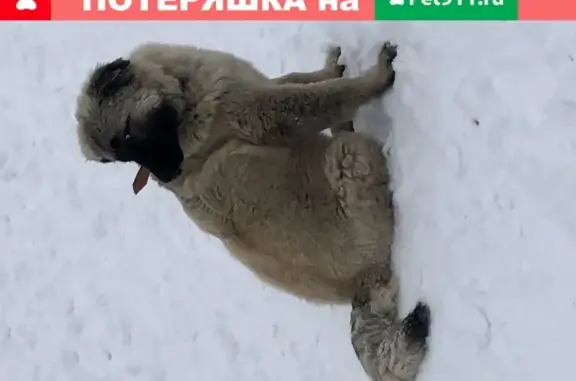 Найден щенок на Звездном бульваре в Москве