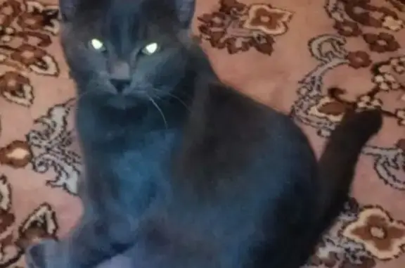 Кошки потеряшки, Ижевск, фото: Потеряшка кот с зелёным ошейником в Ижевске, Камбарская.