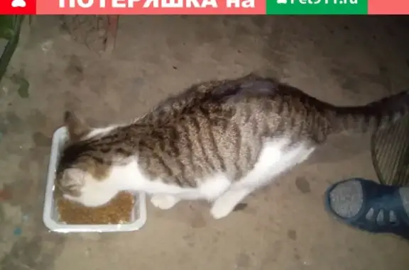 Найден ручной кот на ул. Фадеева, бульвар Цанова.