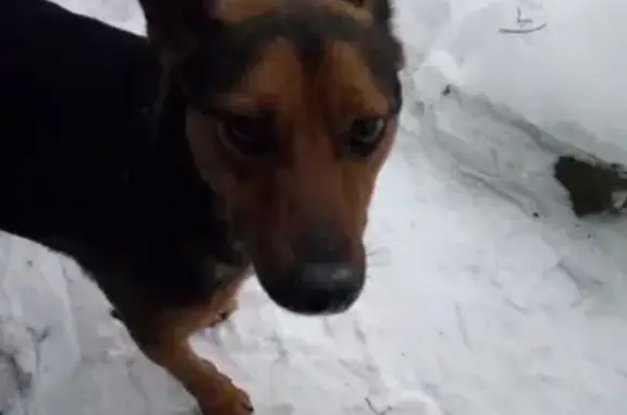 Собака найдена возле ТЦ МЕГА на улице Металлургов