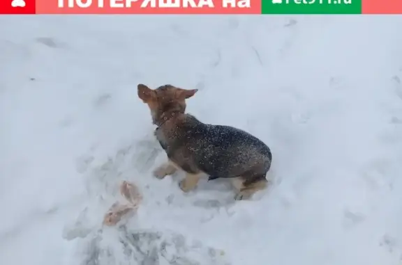 Найдена собака Ричи в Ачинске, ищем хозяйку