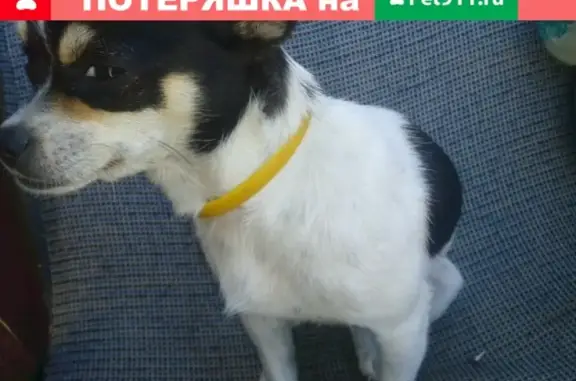 Пропала собака в Керчи, помогите найти!