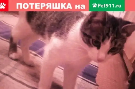 Пропал кот Барсик в Соликамске, вознаграждение за находку