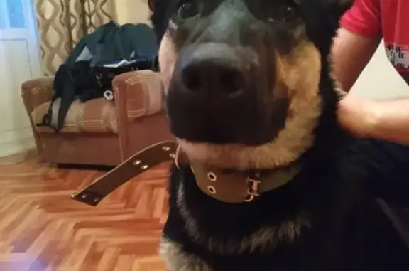 Найдена собака на 4-й Кордной в Омске