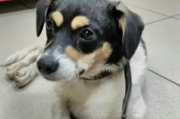 Найдена маленькая собака в ошейнике в Салавате