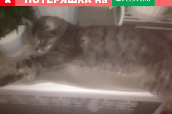 Найдена кошка Анфиса в Калуге